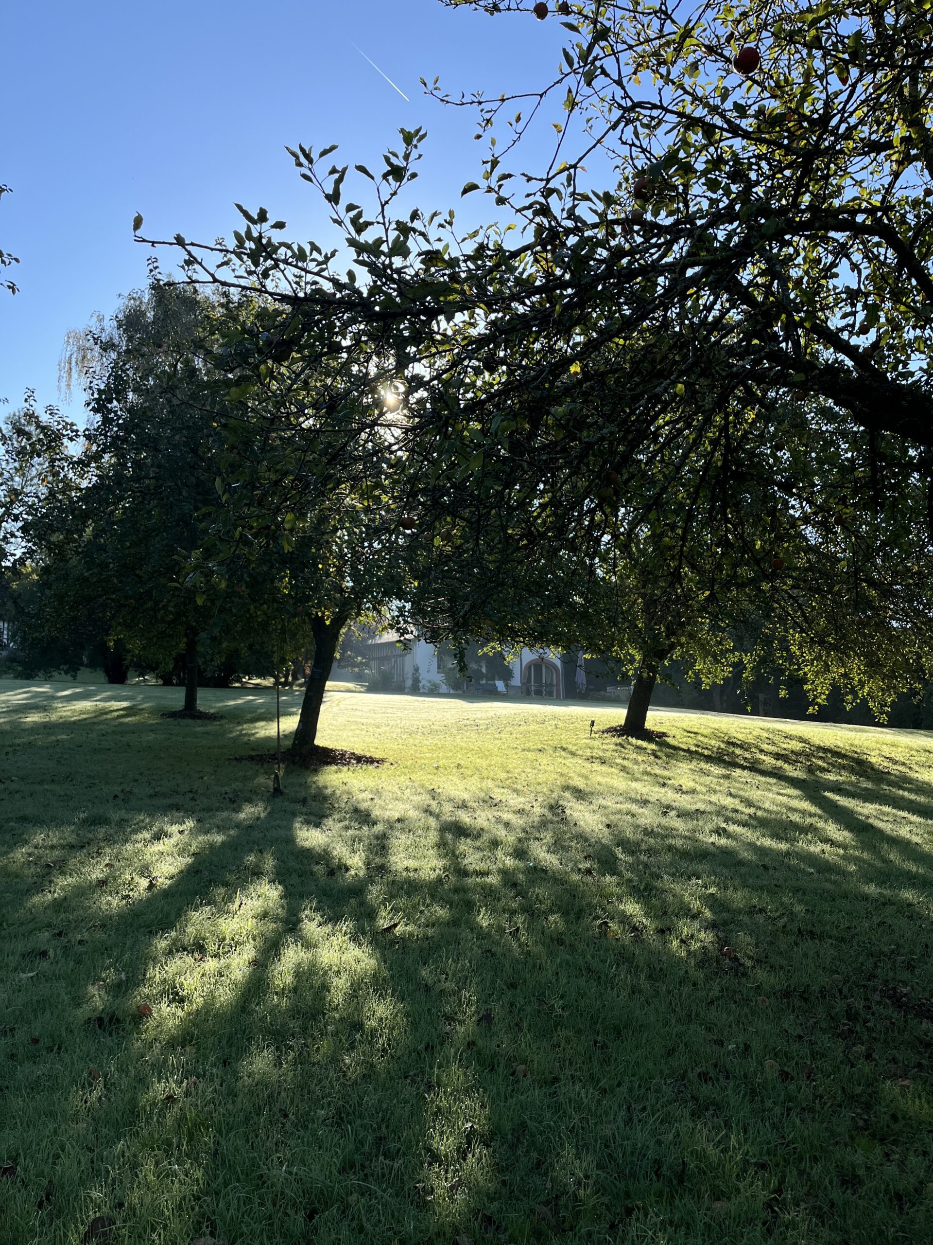 Verger, pommeraie, Domaine le Coq Enchanté, Pays d'Auge